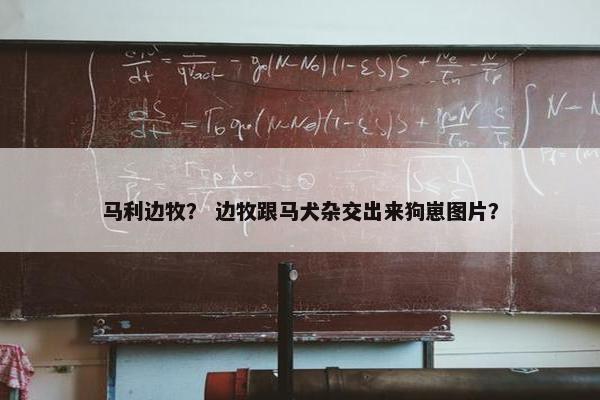马利边牧？ 边牧跟马犬杂交出来狗崽图片？