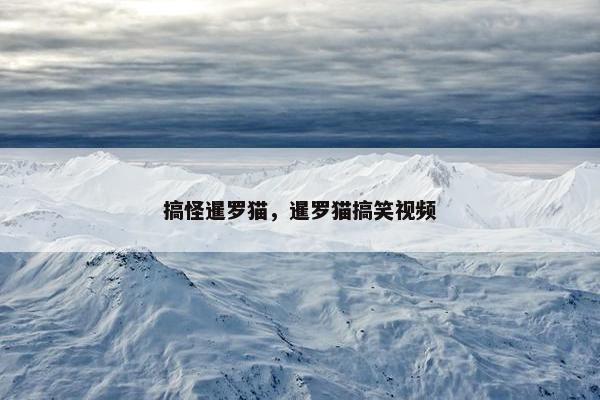 搞怪暹罗猫，暹罗猫搞笑视频