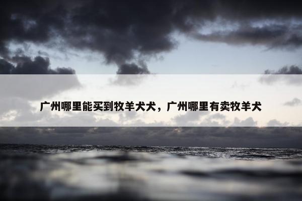 广州哪里能买到牧羊犬犬，广州哪里有卖牧羊犬