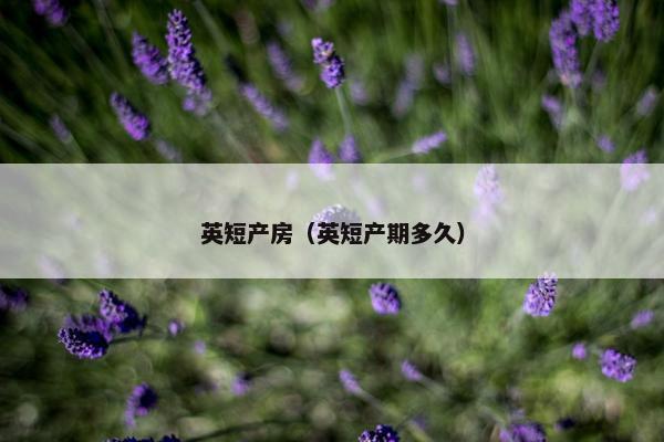 英短产房（英短产期多久）