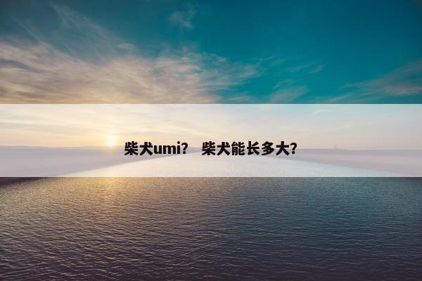 柴犬umi？ 柴犬能长多大？