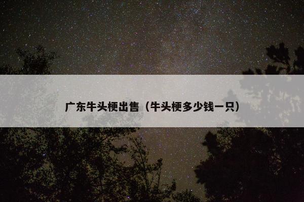 广东牛头梗出售（牛头梗多少钱一只）
