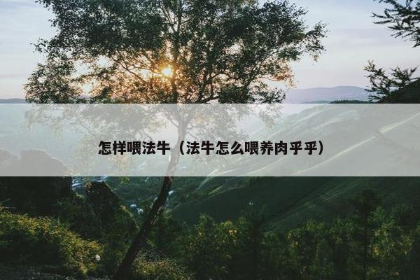 怎样喂法牛（法牛怎么喂养肉乎乎）