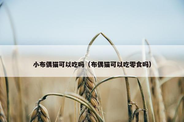 小布偶猫可以吃吗（布偶猫可以吃零食吗）