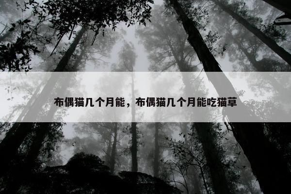 布偶猫几个月能，布偶猫几个月能吃猫草