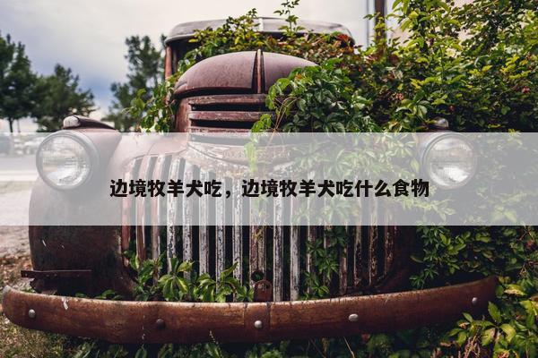 边境牧羊犬吃，边境牧羊犬吃什么食物