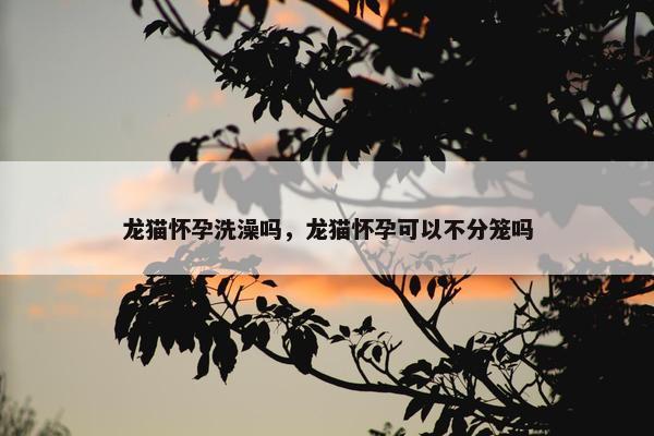 龙猫怀孕洗澡吗，龙猫怀孕可以不分笼吗