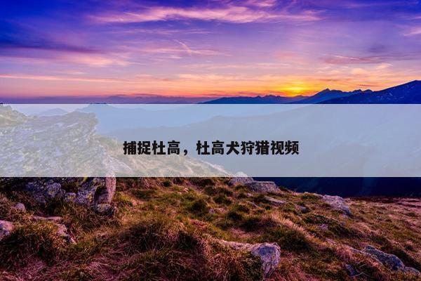 捕捉杜高，杜高犬狩猎视频