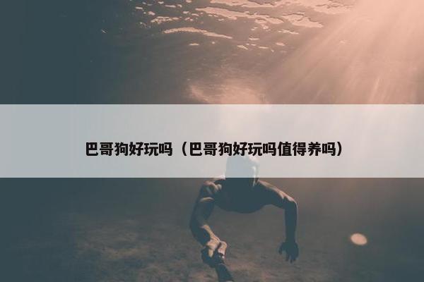 巴哥狗好玩吗（巴哥狗好玩吗值得养吗）
