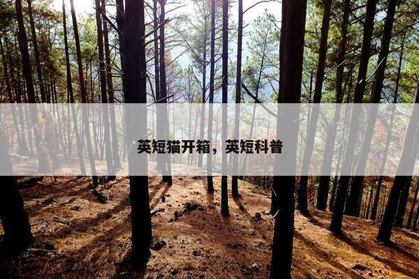 英短猫开箱，英短科普
