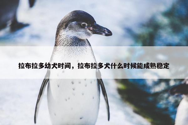 拉布拉多幼犬时间，拉布拉多犬什么时候能成熟稳定