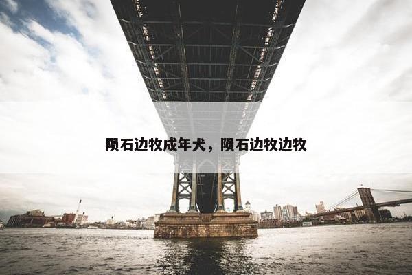 陨石边牧成年犬，陨石边牧边牧