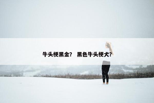 牛头梗黑金？ 黑色牛头梗犬？