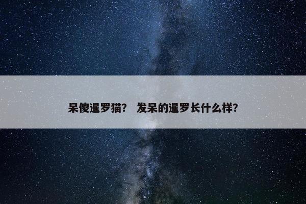 呆傻暹罗猫？ 发呆的暹罗长什么样？