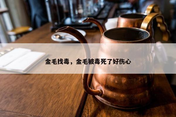 金毛找毒，金毛被毒死了好伤心