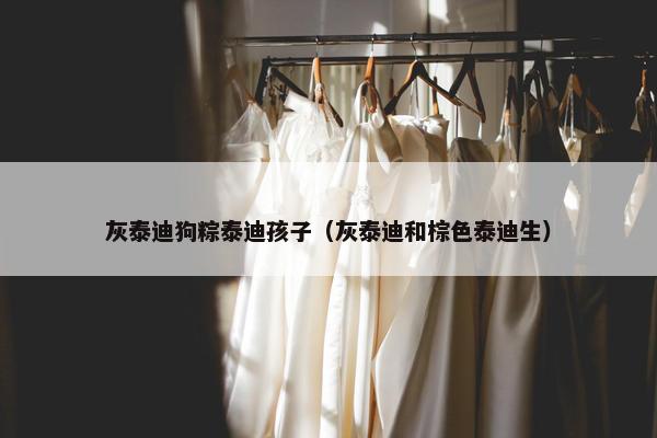 灰泰迪狗粽泰迪孩子（灰泰迪和棕色泰迪生）