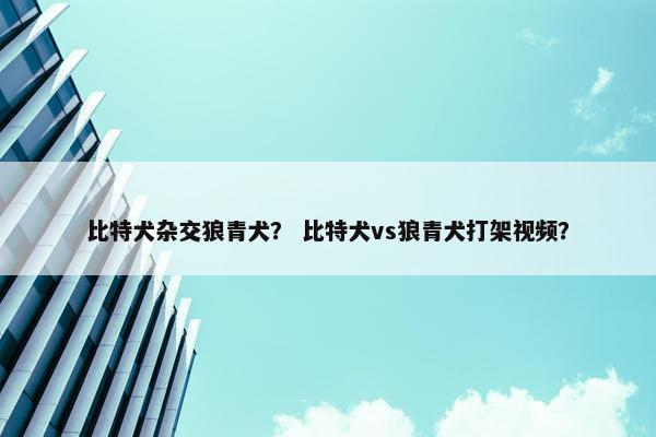 比特犬杂交狼青犬？ 比特犬vs狼青犬打架视频？