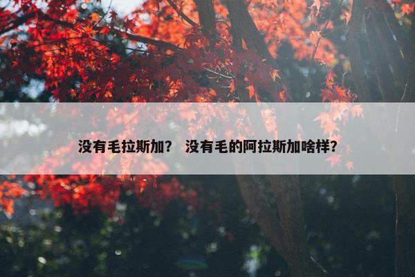 没有毛拉斯加？ 没有毛的阿拉斯加啥样？