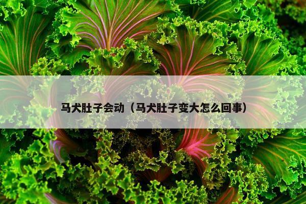 马犬肚子会动（马犬肚子变大怎么回事）