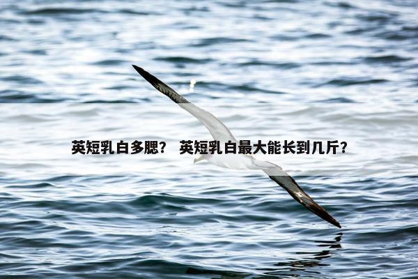 英短乳白多腮？ 英短乳白最大能长到几斤？