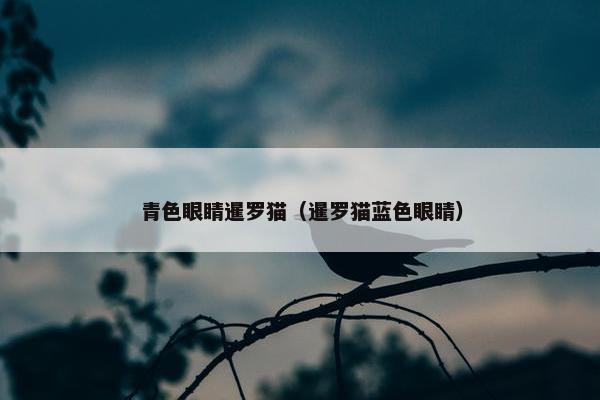 青色眼睛暹罗猫（暹罗猫蓝色眼睛）