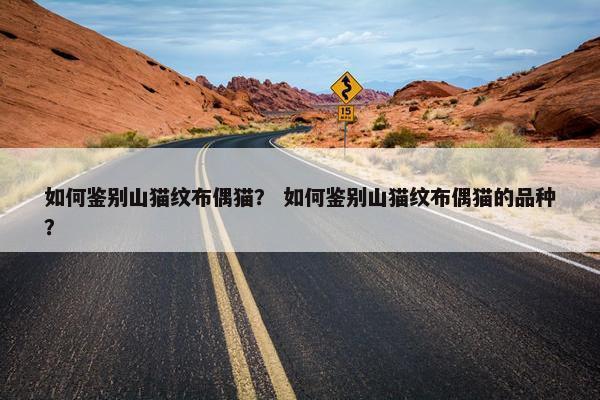 如何鉴别山猫纹布偶猫？ 如何鉴别山猫纹布偶猫的品种？