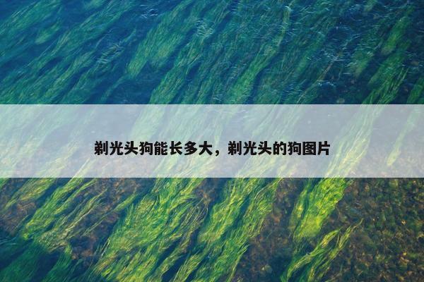 剃光头狗能长多大，剃光头的狗图片