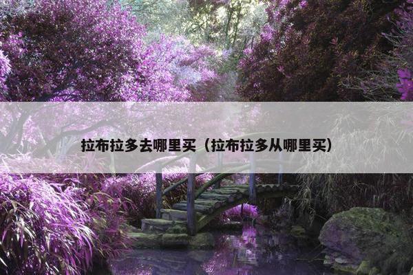 拉布拉多去哪里买（拉布拉多从哪里买）