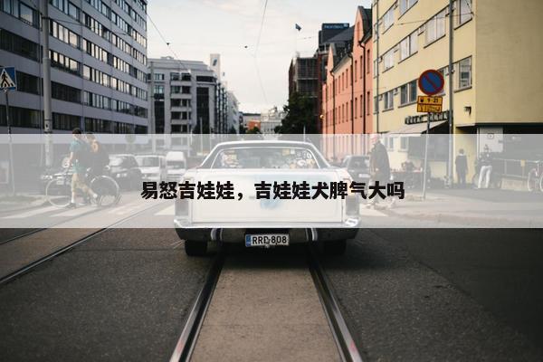 易怒吉娃娃，吉娃娃犬脾气大吗