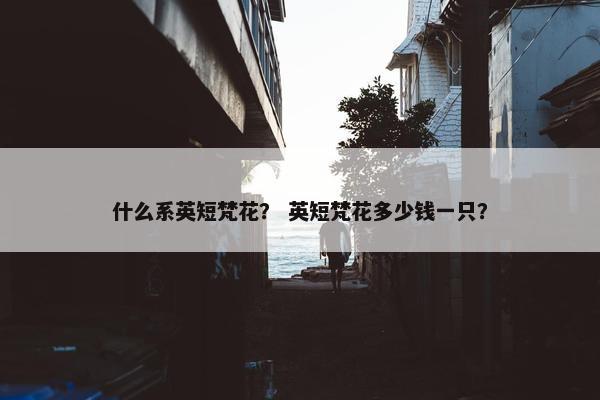 什么系英短梵花？ 英短梵花多少钱一只？
