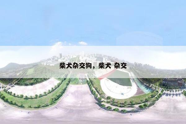 柴犬杂交狗，柴犬 杂交
