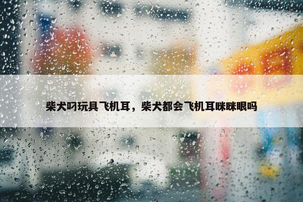柴犬叼玩具飞机耳，柴犬都会飞机耳眯眯眼吗