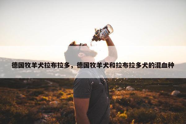 德国牧羊犬拉布拉多，德国牧羊犬和拉布拉多犬的混血种