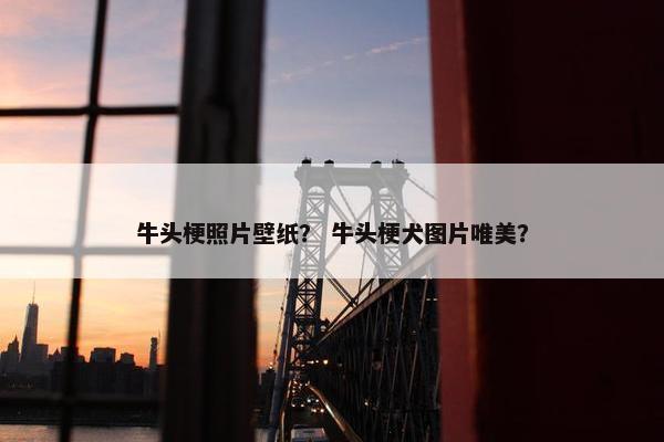 牛头梗照片壁纸？ 牛头梗犬图片唯美？