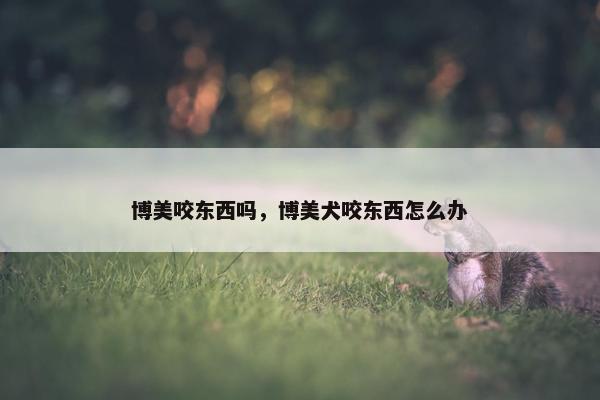 博美咬东西吗，博美犬咬东西怎么办