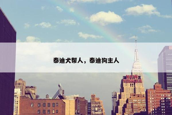 泰迪犬帮人，泰迪狗主人