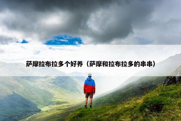萨摩拉布拉多个好养（萨摩和拉布拉多的串串）
