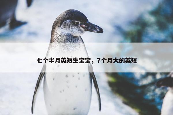 七个半月英短生宝宝，7个月大的英短