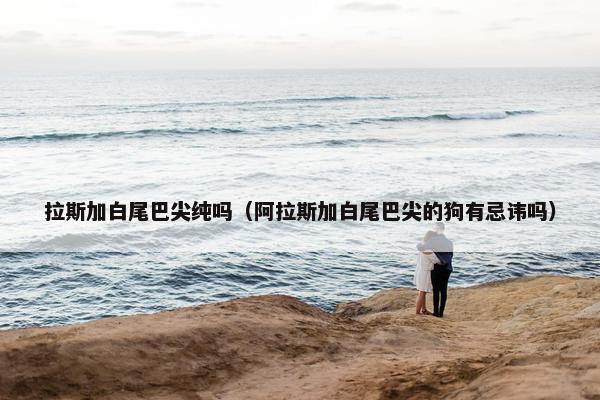 拉斯加白尾巴尖纯吗（阿拉斯加白尾巴尖的狗有忌讳吗）