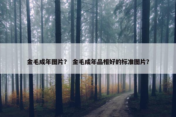 金毛成年图片？ 金毛成年品相好的标准图片？
