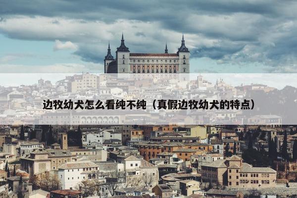 边牧幼犬怎么看纯不纯（真假边牧幼犬的特点）