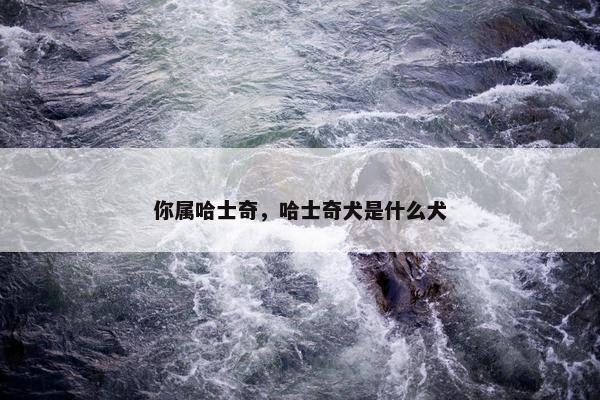 你属哈士奇，哈士奇犬是什么犬