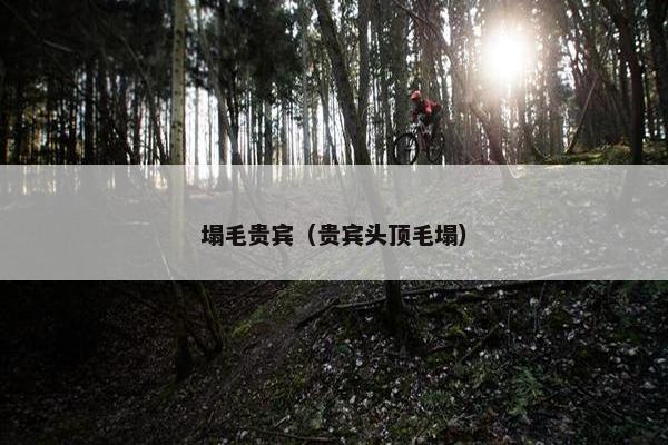 塌毛贵宾（贵宾头顶毛塌）