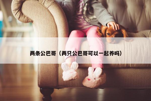 两条公巴哥（两只公巴哥可以一起养吗）