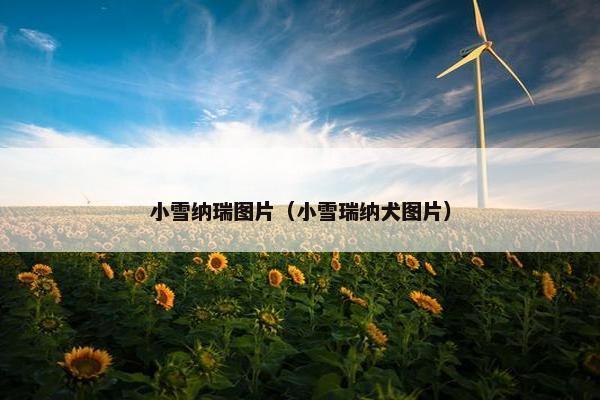 小雪纳瑞图片（小雪瑞纳犬图片）