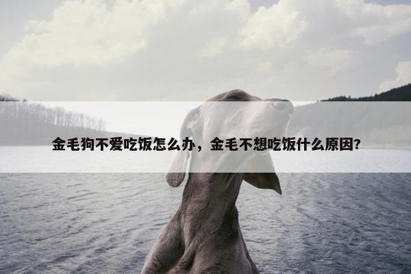 金毛狗不爱吃饭怎么办，金毛不想吃饭什么原因?