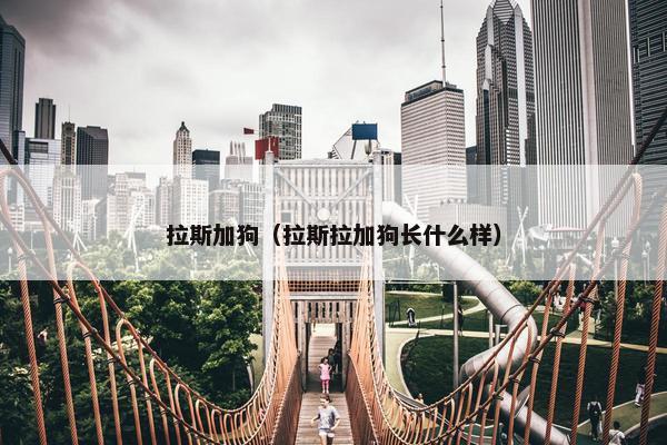 拉斯加狗（拉斯拉加狗长什么样）