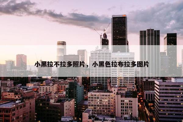 小黑拉不拉多照片，小黑色拉布拉多图片