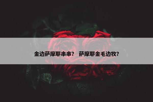 金边萨摩耶串串？ 萨摩耶金毛边牧？