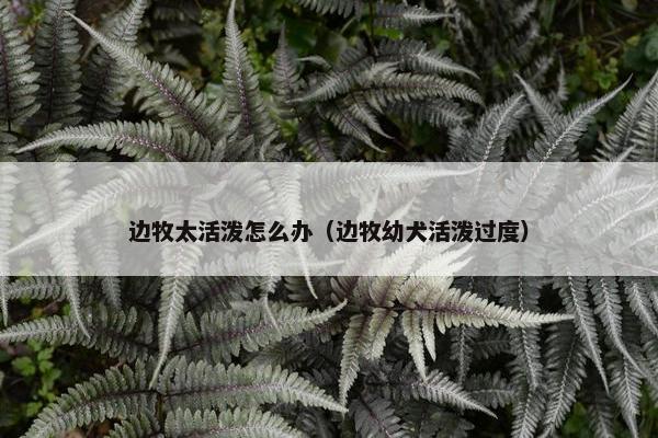 边牧太活泼怎么办（边牧幼犬活泼过度）